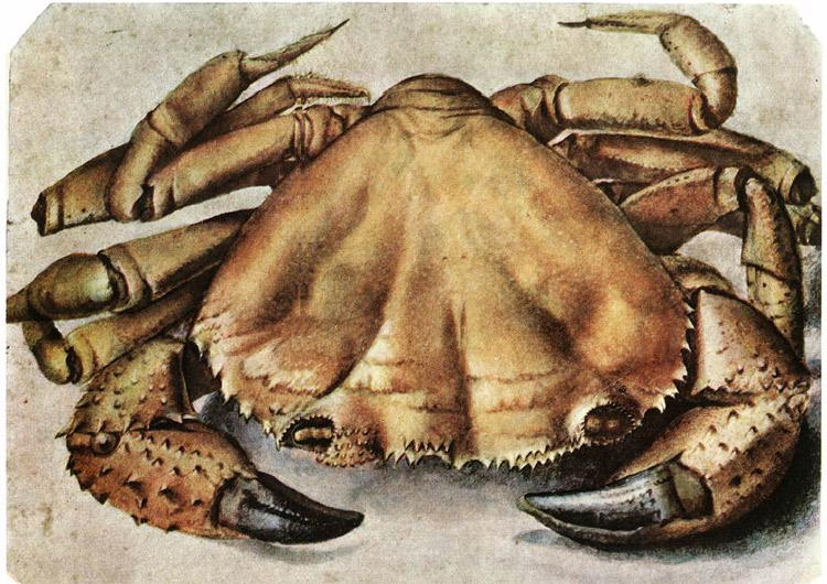 Albrecht Dürer, Il granchio marino 