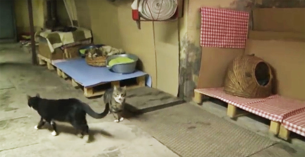 I gatti nei loro appartamenti sotterranei. Credit CBC Moscow