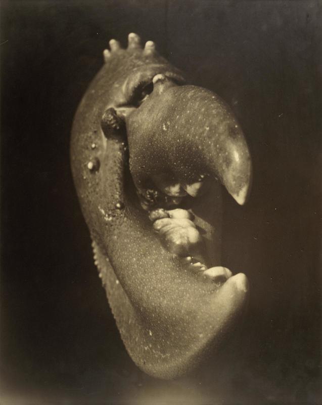 Jean Painlevé, Pince de homard ou De Gaulle (1929; stampa alla gelatina ai sali d'argento incollata su cartone, 62,7 x 50,4 cm; Parigi, Centre Pompidou, Musée National d'art moderne) 