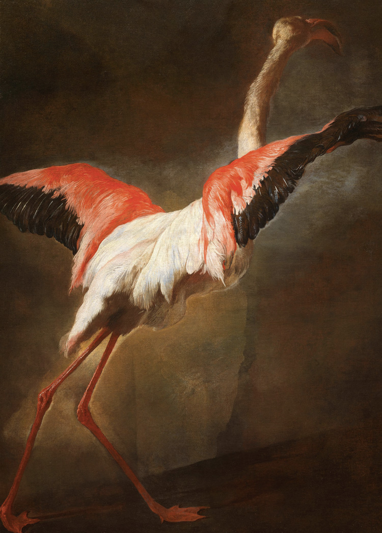 Pieter Boel, Fenicottero (1650 circa) Pieter Boel, Fenicottero (1650 circa)