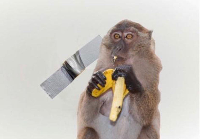 Monkey business. Di: @thomaslelu Monkey business. Di: @thomaslelu