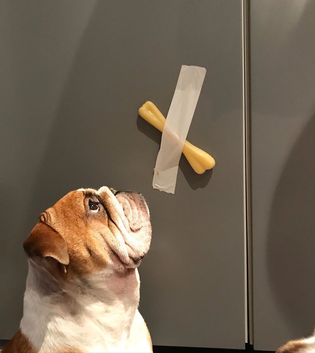 Bulldog. Di: @bulldogsbretons Bulldog. Di: @bulldogsbretons