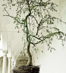 Io sono natura: a Milano arriva una mostra d'arte contemporanea per riflettere sulla natura Io sono natura: a Milano arriva una mostra d'arte contemporanea per riflettere sulla natura