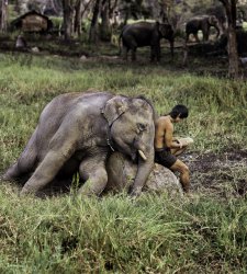Gli animali secondo Steve McCurry sono al MUDEC con l'inedita mostra “Animals” Gli animali secondo Steve McCurry sono al MUDEC con l'inedita mostra “Animals”