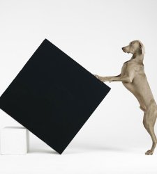 I Weimaraner di William Wegman protagonisti di una mostra a Lugano I Weimaraner di William Wegman protagonisti di una mostra a Lugano