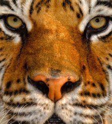 Un ritratto di un pianeta selvaggio per documentare un mondo fragile che rischiamo di perdere Un ritratto di un pianeta selvaggio per documentare un mondo fragile che rischiamo di perdere