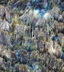 Deep Velvet: a Como è in mostra la storia dei tessuti Fortuny Deep Velvet: a Como è in mostra la storia dei tessuti Fortuny