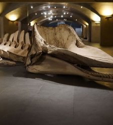 Nella cripta del Museo Marino Marini arrivano...squali e balene Nella cripta del Museo Marino Marini arrivano...squali e balene