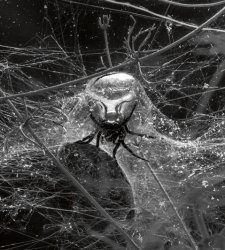 A Palazzo Strozzi riapre Aria, la grande mostra dell'artista visionario Tomás Saraceno  A Palazzo Strozzi riapre Aria, la grande mostra dell'artista visionario Tomás Saraceno