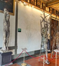 Gli “alberi in versi” di Giuseppe Penone sono in mostra agli Uffizi  Gli “alberi in versi” di Giuseppe Penone sono in mostra agli Uffizi