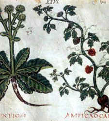 La Biblioteca Nazionale di Napoli inaugura una mostra sulla medicina illustrata. Esposto un rarissimo erbario  La Biblioteca Nazionale di Napoli inaugura una mostra sulla medicina illustrata. Esposto un rarissimo erbario