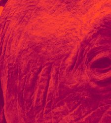 Al PAV una mostra affronta la memoria coloniale tracciando una teoria della preda  Al PAV una mostra affronta la memoria coloniale tracciando una teoria della preda