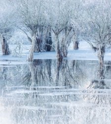 Un lago ghiacciato in ricordo dell'amico scomparso: italiano vince premio al Wildlife Photographer of the Year