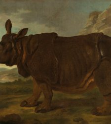 Il Rijksmuseum di Amsterdam dedica una mostra al rinoceronte più famoso della storia  Il Rijksmuseum di Amsterdam dedica una mostra al rinoceronte più famoso della storia