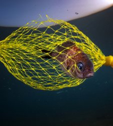 Procida 2022, una exposición contra la contaminación marina por plásticos  Procida 2022, una exposición contra la contaminación marina por plásticos
