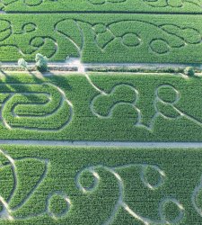 A corn maze that changes every year: the Hort Labyrinth in the Marche region of Italy