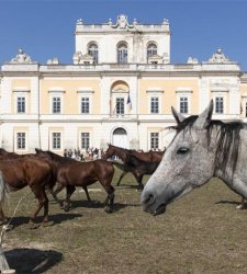 Horseback riding and historical re-enactments to enhance the Carditello Palace?