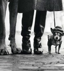 Pisa omaggia il genio fotografico di Elliott Erwitt attraverso 80 scatti che catturano il Novecento Pisa omaggia il genio fotografico di Elliott Erwitt attraverso 80 scatti che catturano il Novecento