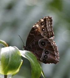Al MUSE di Trento la Foresta delle farfalle: ospita oltre trenta specie di farfalle tropicali