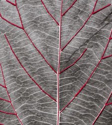 A Rovereto una mostra fotografica racconta la storia dell'industria della seta della città  A Rovereto una mostra fotografica racconta la storia dell'industria della seta della città