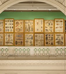 Roma, ecosistemas italianos y biodiversidad en una exposición en el Palazzo delle Esposizioni Roma, ecosistemas italianos y biodiversidad en una exposición en el Palazzo delle Esposizioni