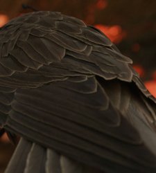 Elisa Caldana al MACTE di Termoli con “Il falco di Karachi”, racconto tra natura e potere Elisa Caldana al MACTE di Termoli con “Il falco di Karachi”, racconto tra natura e potere