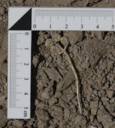 Troie, un trésor vieux de 4 500 ans refait surface : découverte d'une broche en or et d'une pierre de jade rare Troie, un trésor vieux de 4 500 ans refait surface : découverte d'une broche en or et d'une pierre de jade rare