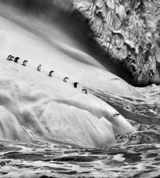Ghiacciai: al Mart di Rovereto e al Muse di Trento, Sebastião Salgado racconta i custodi del pianeta Ghiacciai: al Mart di Rovereto e al Muse di Trento, Sebastião Salgado racconta i custodi del pianeta