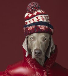 Roma, Maurizio Cattelan curatore di una mostra sulla fotografia a colori che rende felici  Roma, Maurizio Cattelan curatore di una mostra sulla fotografia a colori che rende felici