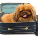 Consigli per chi viaggia con il cane: sistemazione e strutture ricettive.