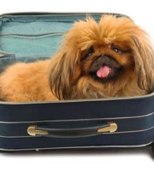 Advice for dog travelers: accommodation and facilities.