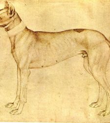 Gli animali del Pisanello secondo Adolfo Venturi, tra legami gotici e impulsi rinascimentali