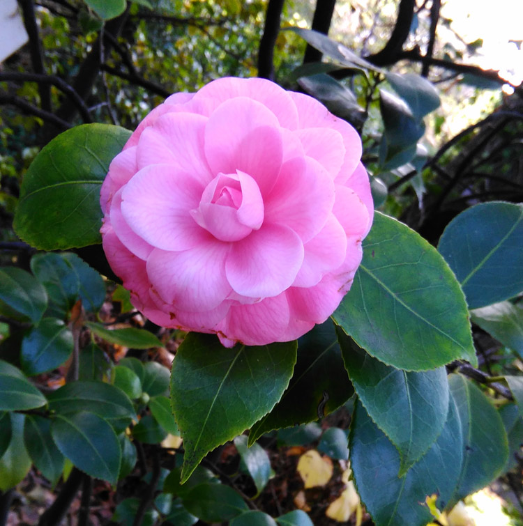 Una camelia in pieno autunno