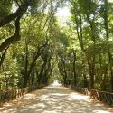 Adottare una panchina, un albero o una fontanella al Real Bosco di Capodimonte