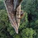 Wildlife Photographer of the Year: a Milano la più prestigiosa mostra mondiale di foto della natura