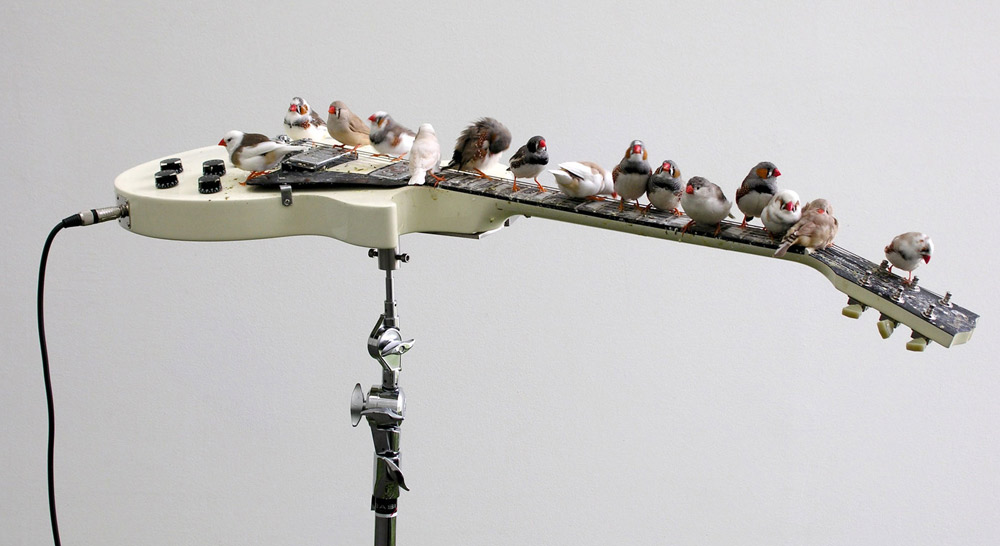 Céleste Boursier-Mougenot, From here to ear (1999-in corso)
 Céleste Boursier-Mougenot, From here to ear (1999-in corso)