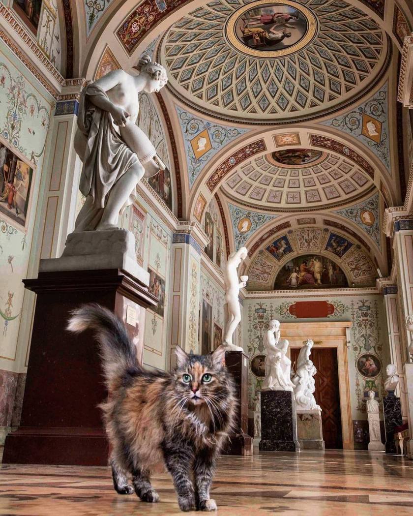 Gatto dell'Hermitage di San Pietroburgo