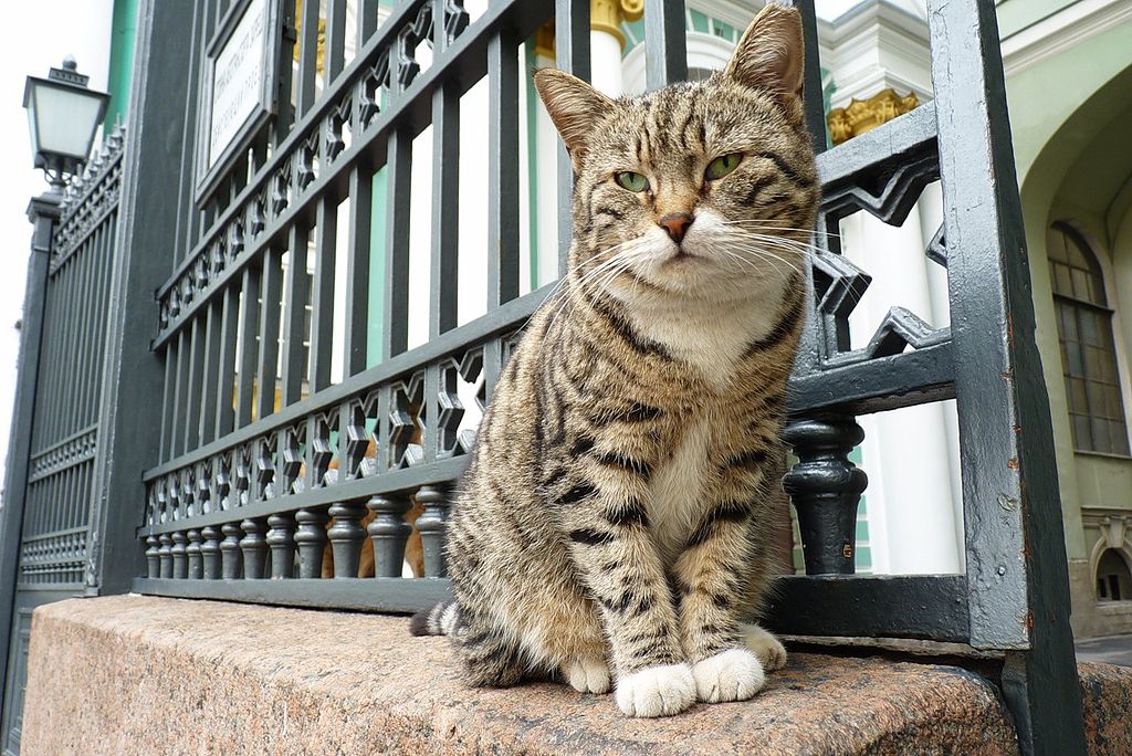 Gatto dell'Hermitage di San Pietroburgo