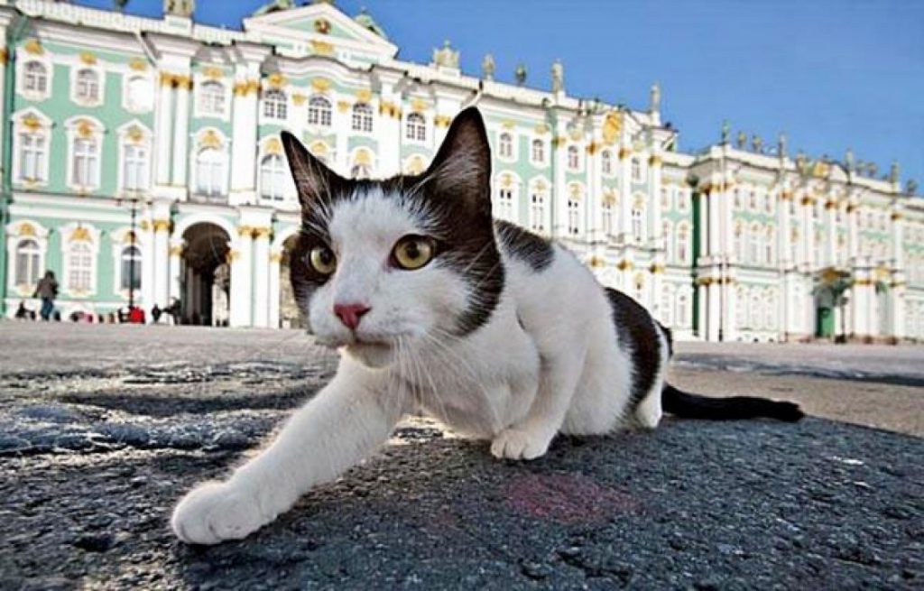 Gatto dell'Hermitage di San Pietroburgo