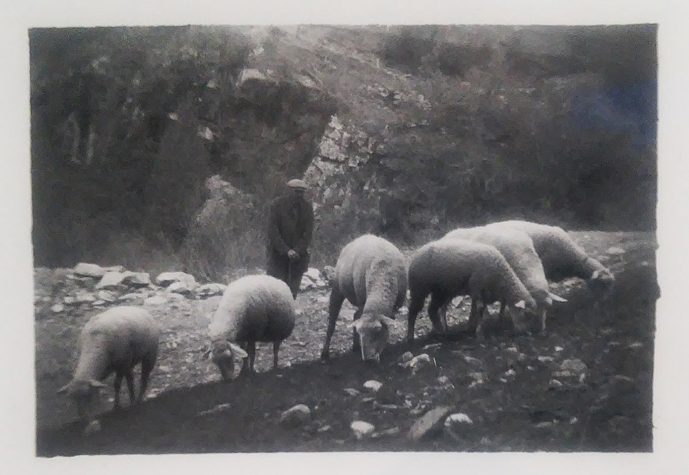 Vivian Maier, Troupeau de moutons avec berger (1950; fotografia originale con stampa argentica e annotazione autografa di Vivian Maier &raquo;End of may 1950&laquo;)
