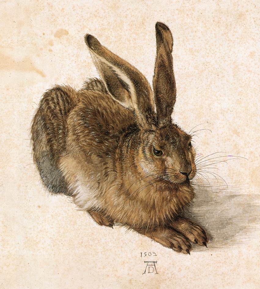 Albrecht Dürer, Lepre (1502; acquerello su carta, 251 x 226 mm; Vienna, Graphische Sammlung Albertina)