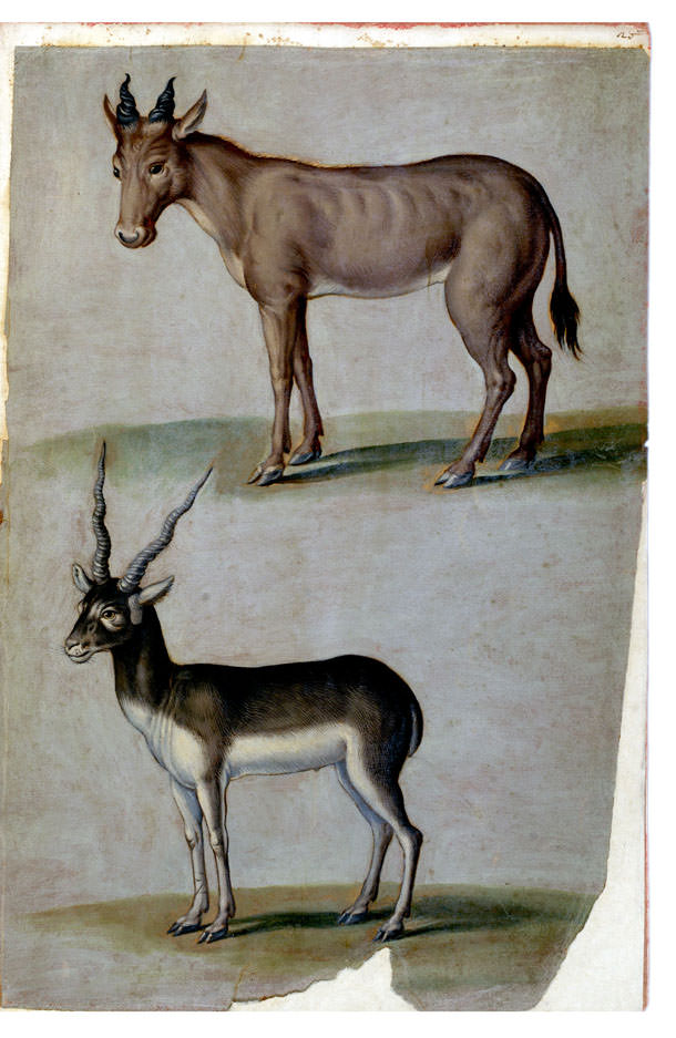 Giuseppe Arcimboldo, Alcefalo e Antilope cervicapra (1584; acquerello su carta; Ms. Aldrovandi, Tavole di Animali, V, c. 20, Bologna, Biblioteca Universitaria) 