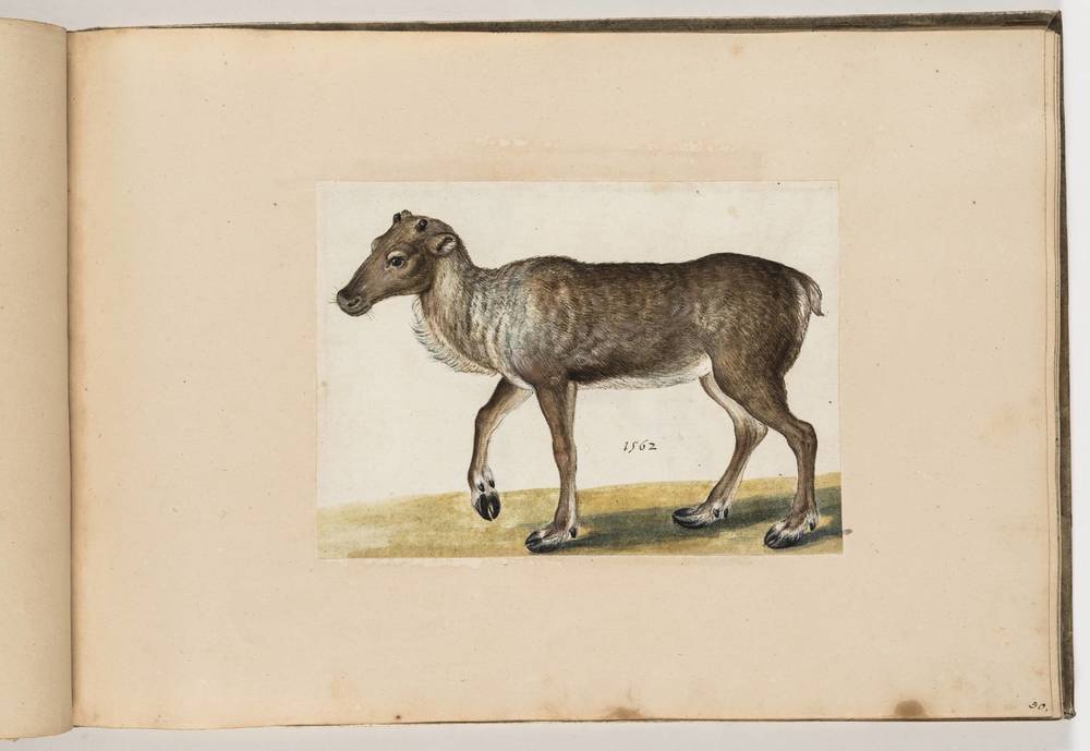 Giuseppe Arcimboldo, Renna (1562; acquerello su carta, 158 x 222 mm; Dresda, Staatliche Kunstsammlungen, KupferstichKabinett) 