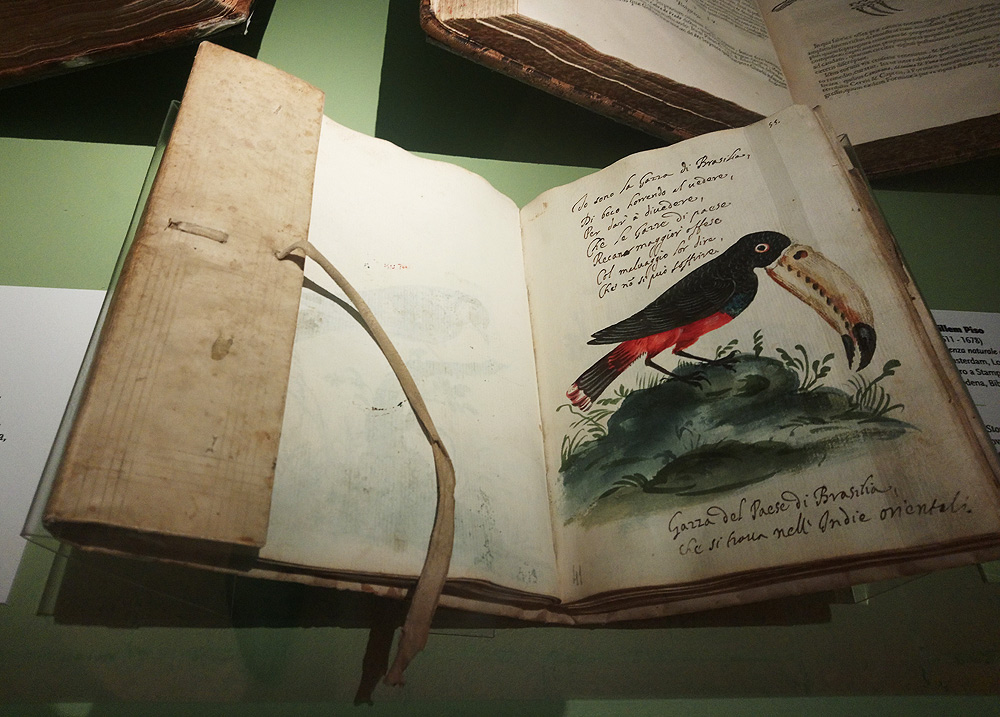 Disegni di animali (XVII secolo; ms. cart., cc 102, 210 x 150 mm; Modena, Biblioteca Estense Universitaria)
