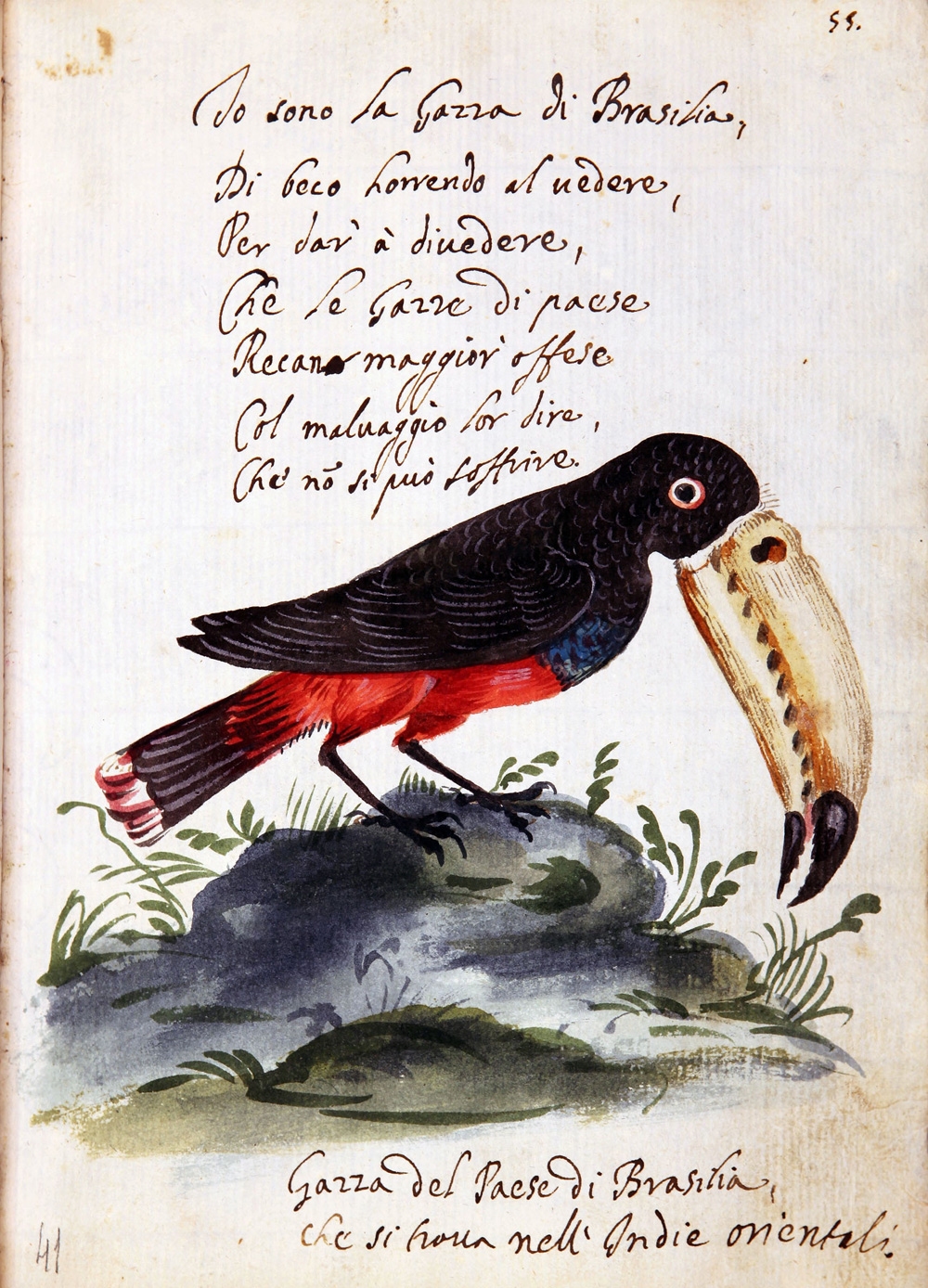 Disegni di animali (XVII secolo; ms. cart., cc 102, 210 x 150 mm; Modena, Biblioteca Estense Universitaria)
 Disegni di animali (XVII secolo; ms. cart., cc 102, 210 x 150 mm; Modena, Biblioteca Estense Universitaria)