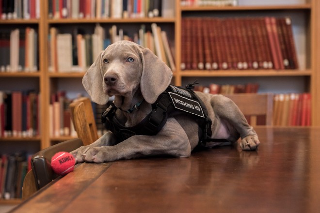The new curator of the Museum of Fine Arts, Boston is...a dog!