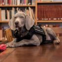 Il nuovo conservatore del Museum of Fine Arts di Boston è... un cane!