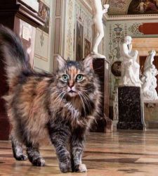 I gatti dell'Hermitage, i fedeli e simpatici guardiani del museo dall'epoca di Pietro il Grande