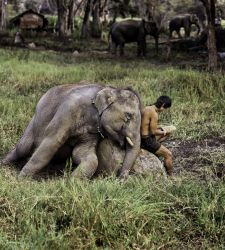 Gli animali secondo Steve McCurry sono al MUDEC con l'inedita mostra “Animals”