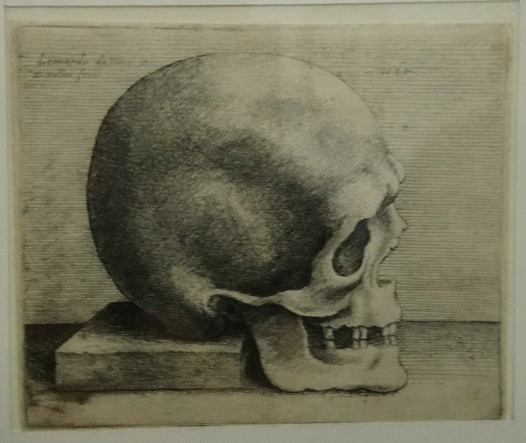 Wenceslaus Hollar, Cranio visto a latere posto su un libro (1645; acquaforte, 70 x 90 mm l'incisione, 79 x 93 mm l'impronta, 80 x 94 mm il foglio; , Lamporecchio, Fondazione Rossana & Carlo Pedretti, FRCP_S_H.008). Iscrizioni: In alto a destra: « Leonardo da Vinci in: | W. Hollar fecit ». In alto a destra « 1645 ». P1774. 
